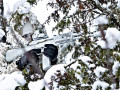 Mechanix Cold Weather Wind Resistant stridshandskar