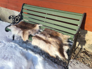 Sittunderlag renskinn