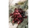 Food Force tørkede tranebær 50 g turmat