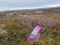 Nalgene 1L WM Flaske Cosmo med Platinum Cap Sustain krus og feltflasker