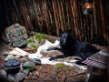 Reinsdyrskinn første sortering reinsdyrskinn