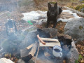 Reinsdyrskinn første sortering reinsdyrskinn