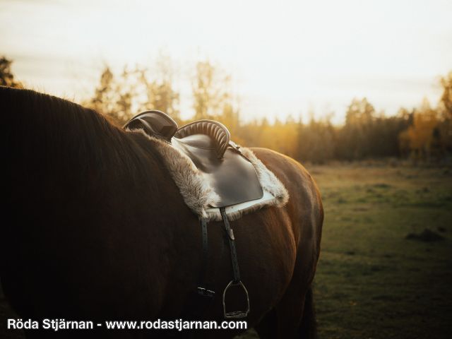Reinsdyrskinn til hestesalunderlegg reinsdyrskinn