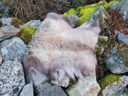 Sittepute Reinsdyrskinn