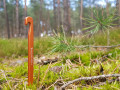Bushmen Ultralight tent pegs 6-pack tents