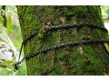 Bushmen Zen hammock green 3.3 m hammock