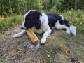 Kerotugg chew bone elk 36 cm meals and snacks