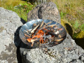 MFH Fire bowl outdoor stoves