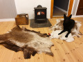 Reindeer leather first sorting raindeer hides