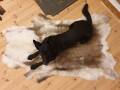 Reindeer leather first sorting raindeer hides