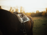 Reindeer skin for horse saddle pad