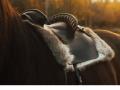 Reindeer skin for horse saddle pad raindeer hides