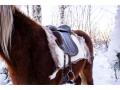 Reindeer skin for horse saddle pad raindeer hides