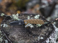 101INC Stealth Tanto Grön